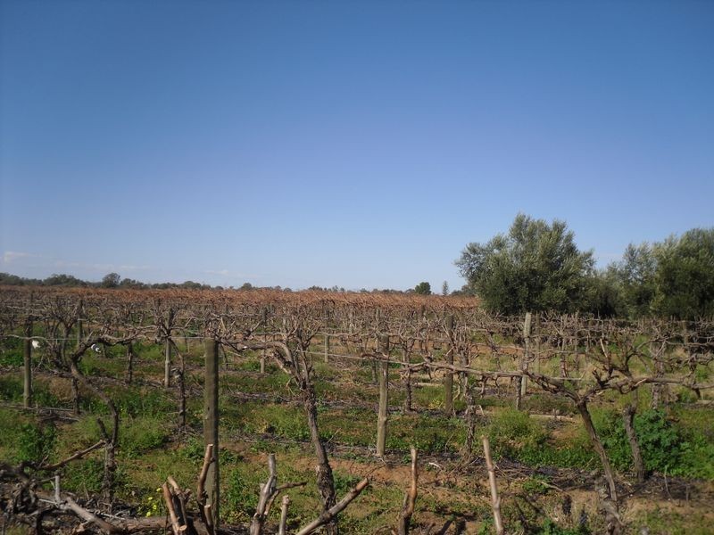 1535 Oliver Rd, Berri SA 5343