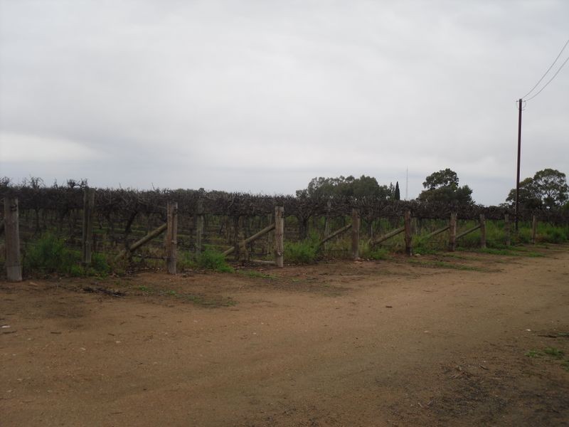 Section 29 Chilton Rd, Berri SA 5343