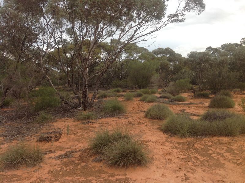 20 Rawnsley Road, Loveday SA 5345