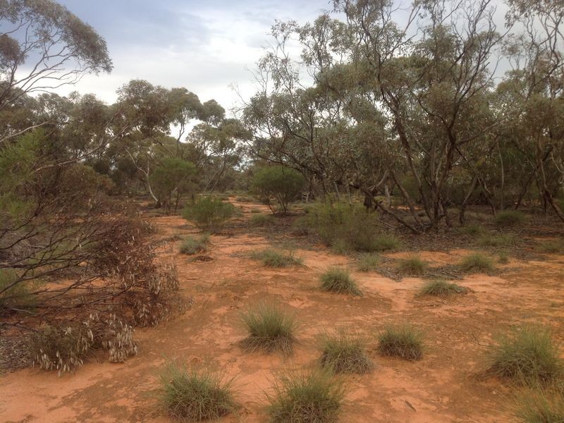 20 Rawnsley Road, Loveday SA 5345