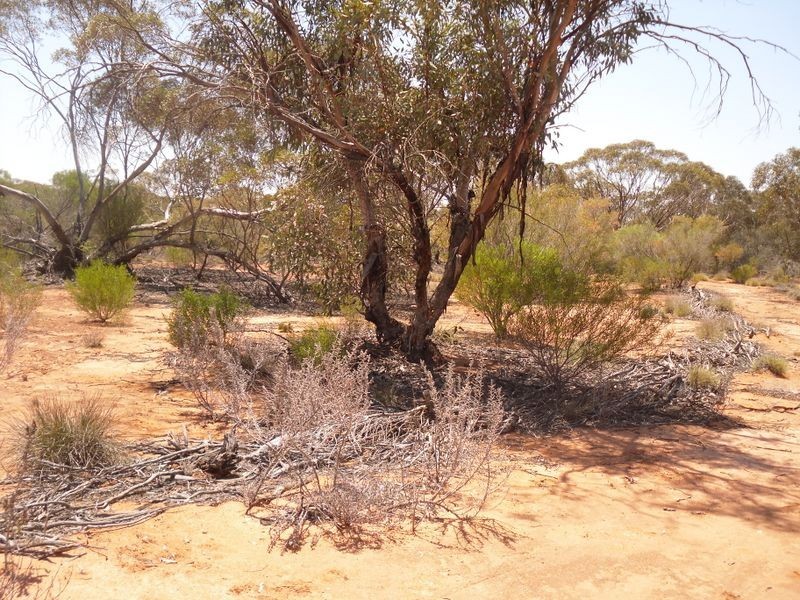 20 Rawnsley Road, Loveday SA 5345