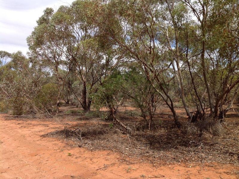 250 Rawnsley Road, Loveday SA 5345