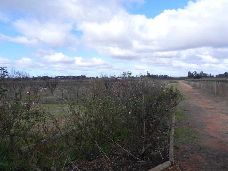 288 Hunt Road, Barmera SA 5345