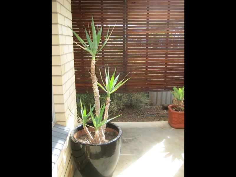 8 Aitken Street, Berri SA 5343