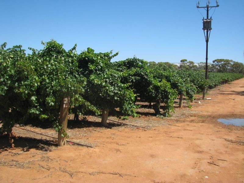 24 Dalziel Road, Glossop SA 5344