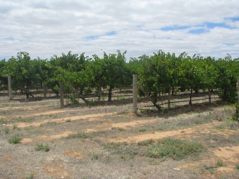 55 Hombsch Road, Cobdogla SA 5346