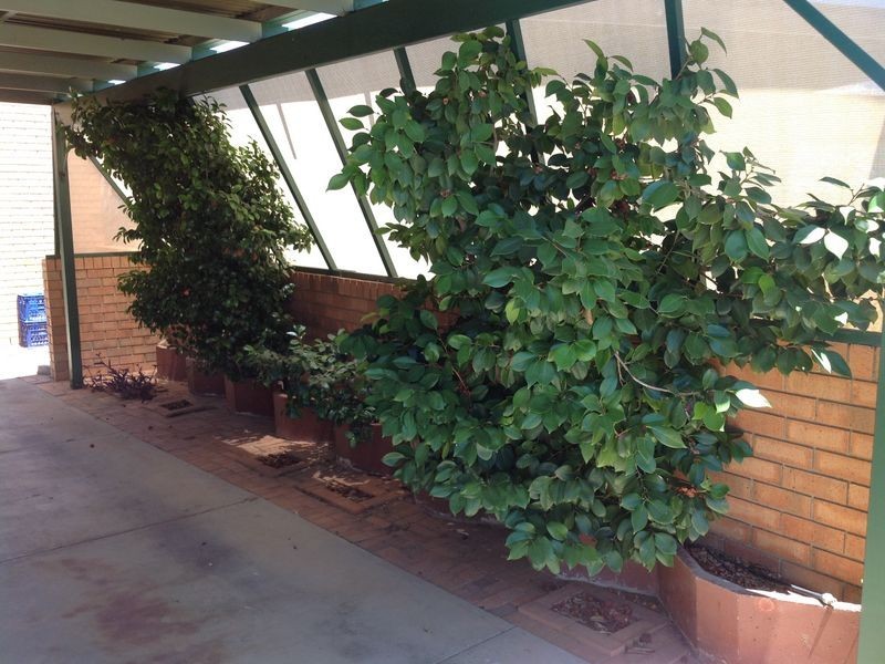 8 Trantalis Court, Loxton SA 5333