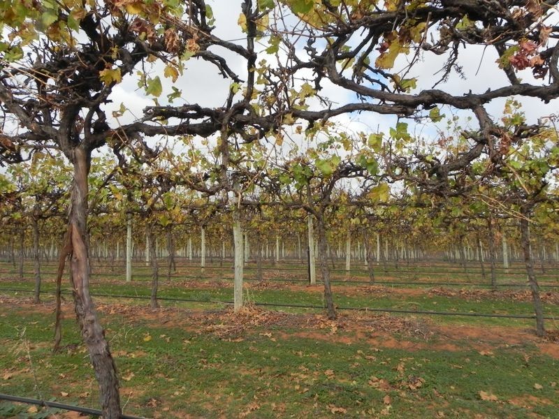 Lot 19 Finn Road, Barmera SA 5345