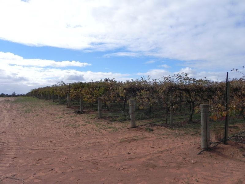 Lot 19 Finn Road, Barmera SA 5345