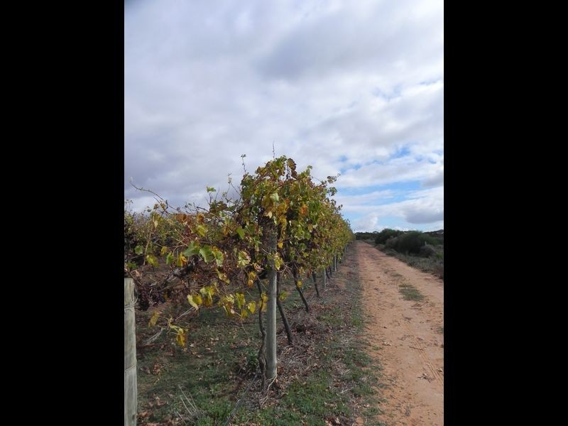 Lot 19 Finn Road, Barmera SA 5345