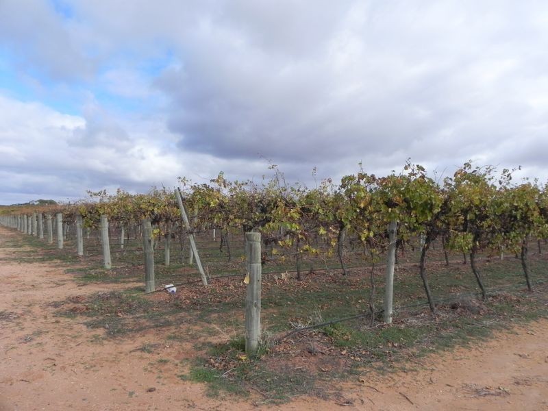 Lot 19 Finn Road, Barmera SA 5345