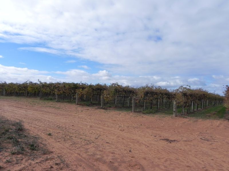 Lot 19 Finn Road, Barmera SA 5345