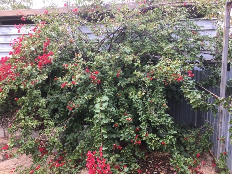 19 Mortime Road, Berri SA 5343