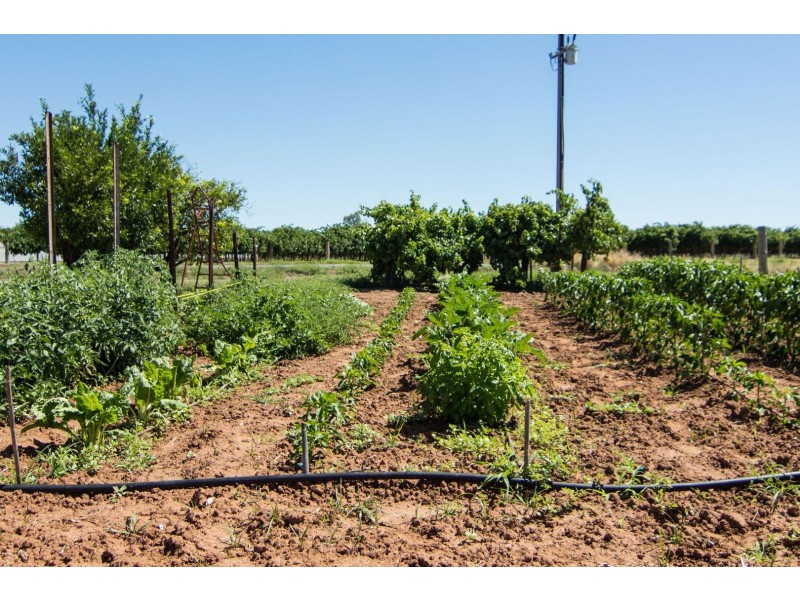 113 Twentythird Street, Renmark SA 5341