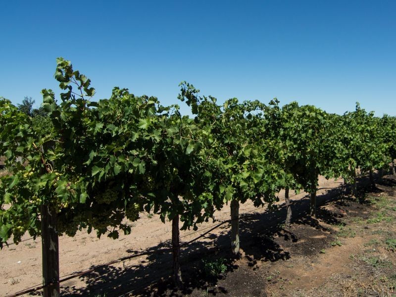 113 Twentythird Street, Renmark SA 5341