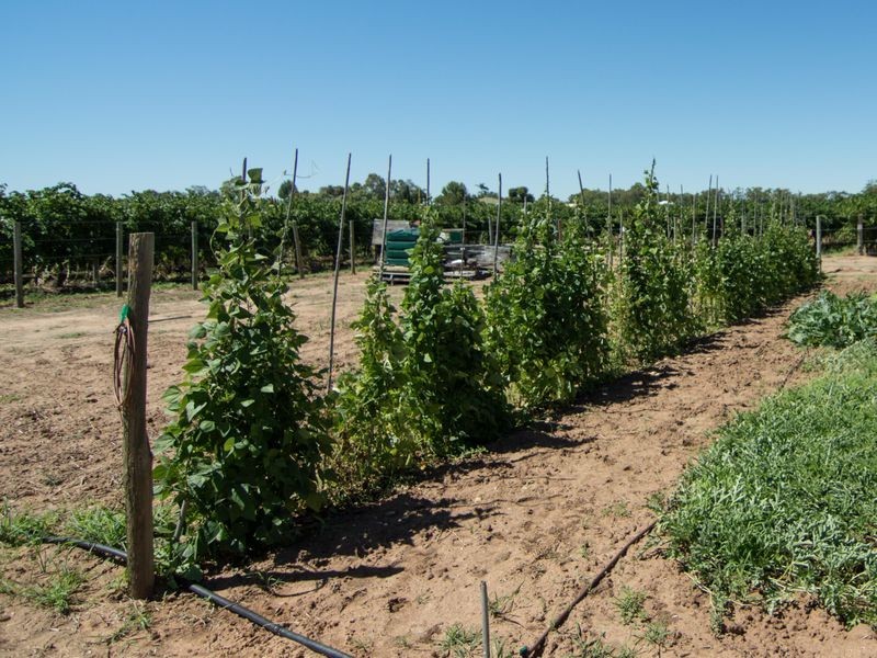 113 Twentythird Street, Renmark SA 5341