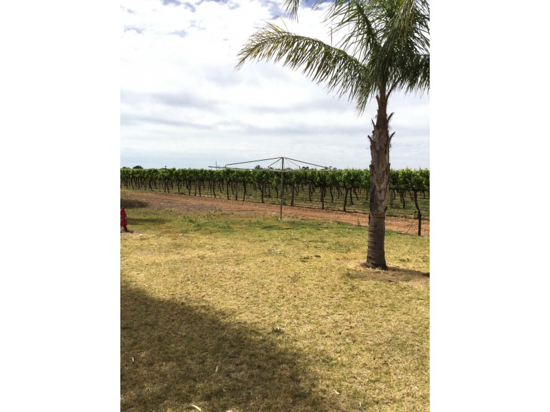 96 Pommy Avenue, Loveday SA 5345