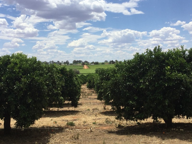 191 Gurney Road, Loxton SA 5333
