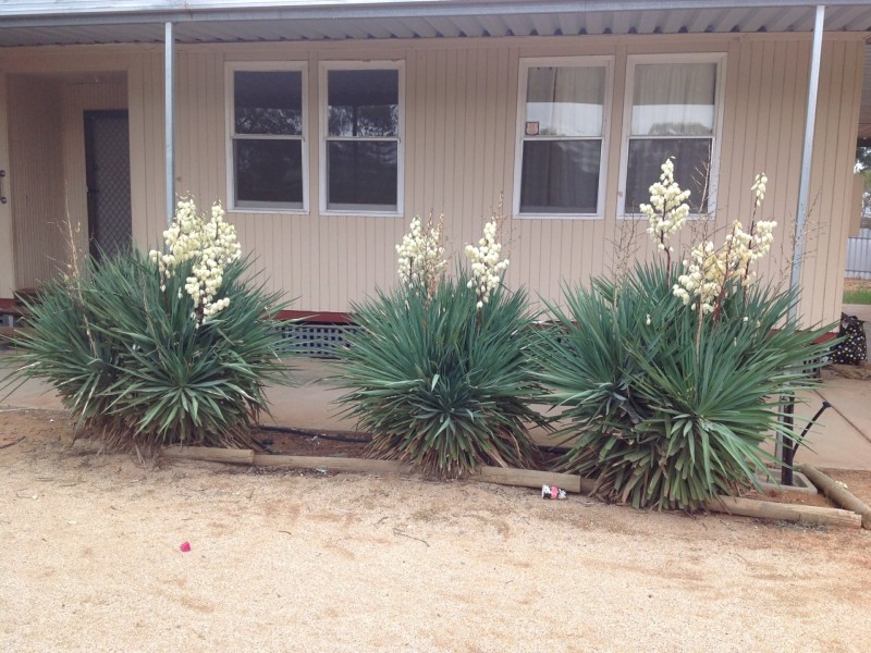 43 McGregor Street, Berri SA 5343