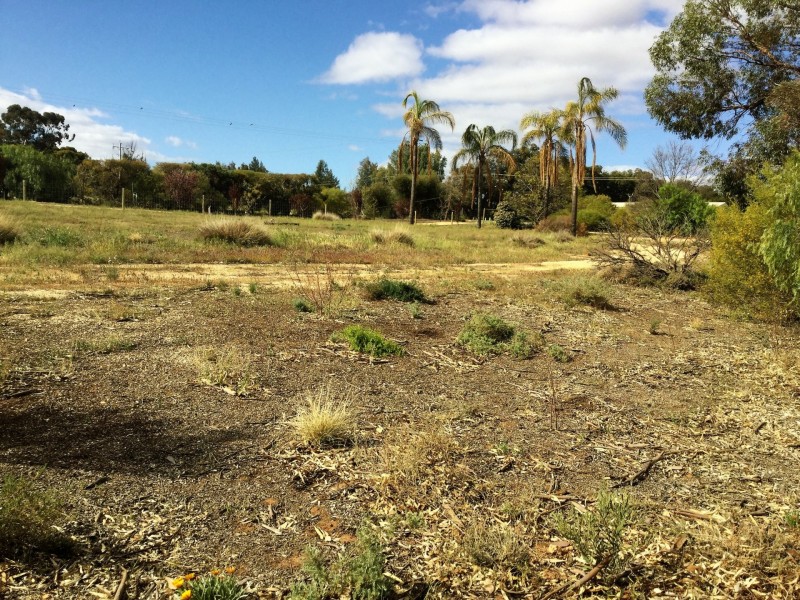 53 Murtho Road, Paringa SA 5340