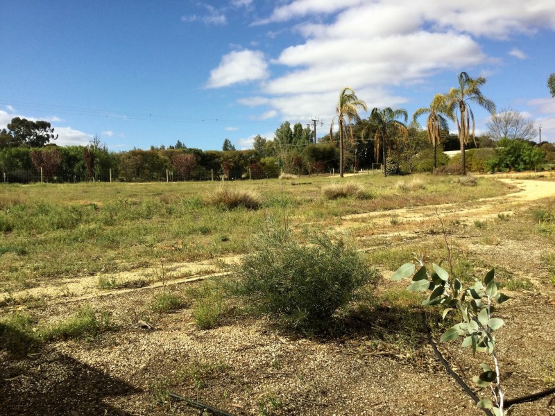 53 Murtho Road, Paringa SA 5340
