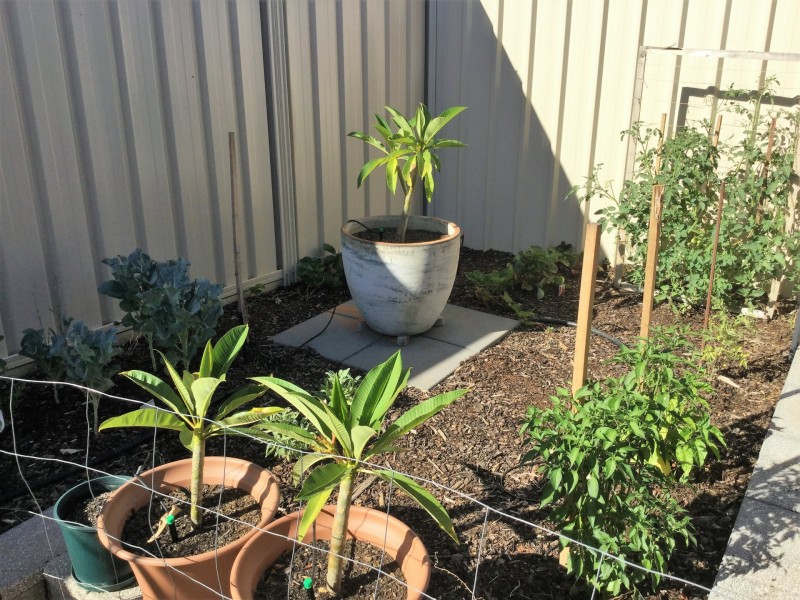 9 Antony Street, Berri SA 5343