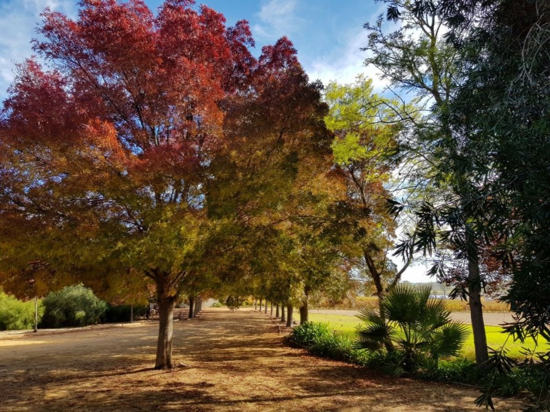 17238 Sturt Highway, Barmera SA 5345