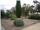 17 Langdon Terrace, Barmera SA 5345