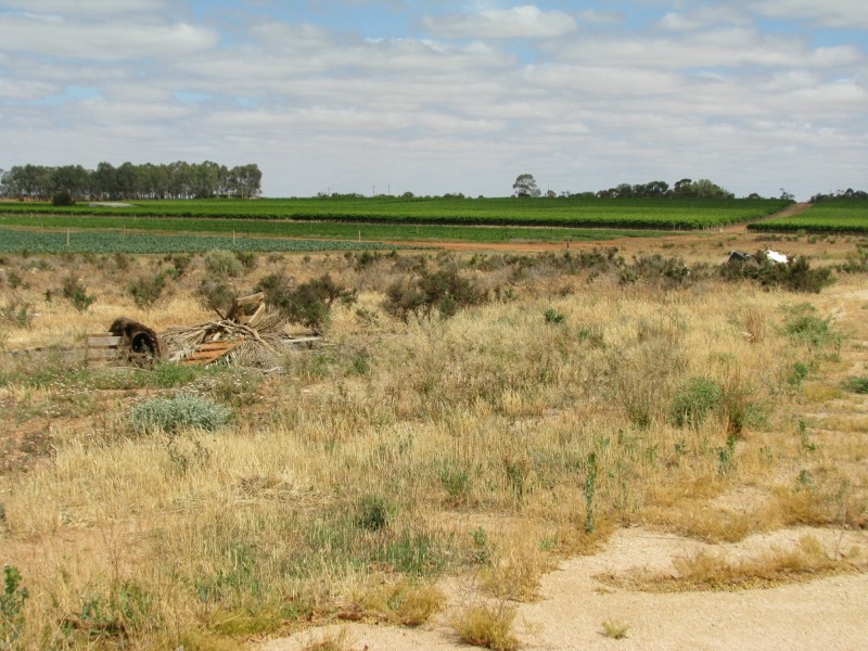 693 Thiele Road, Loveday SA 5345