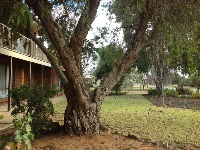 13A Maple Street, Barmera SA 5345