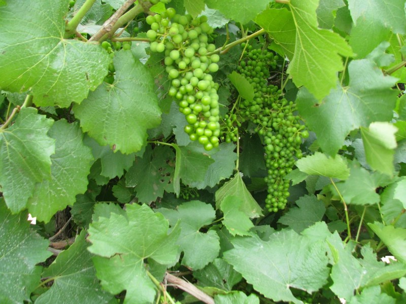 17129 Sturt Highway, Barmera SA 5345