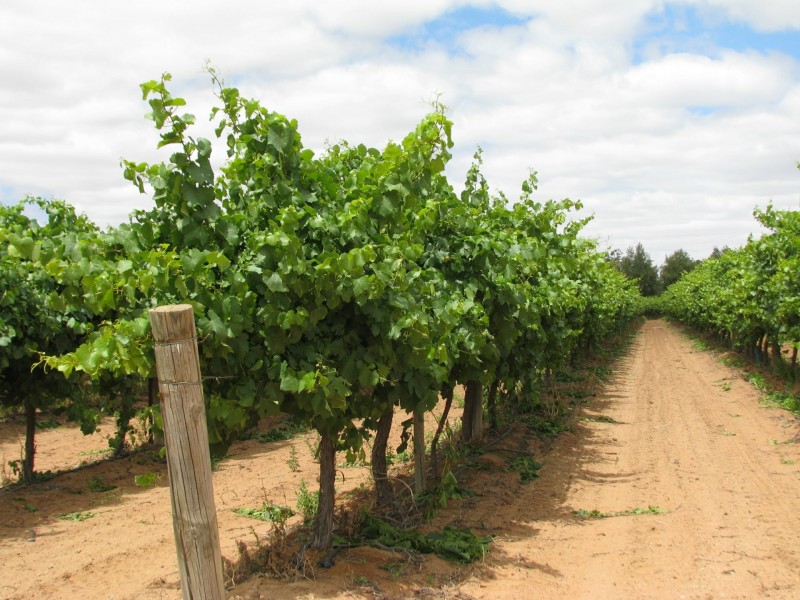 17129 Sturt Highway, Barmera SA 5345