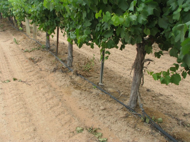 17129 Sturt Highway, Barmera SA 5345