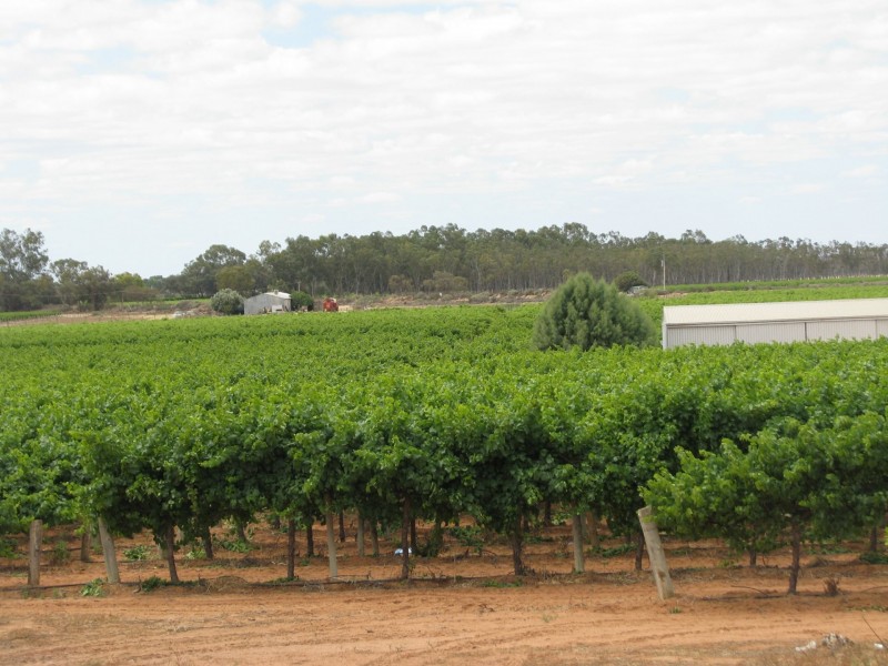 17129 Sturt Highway, Barmera SA 5345