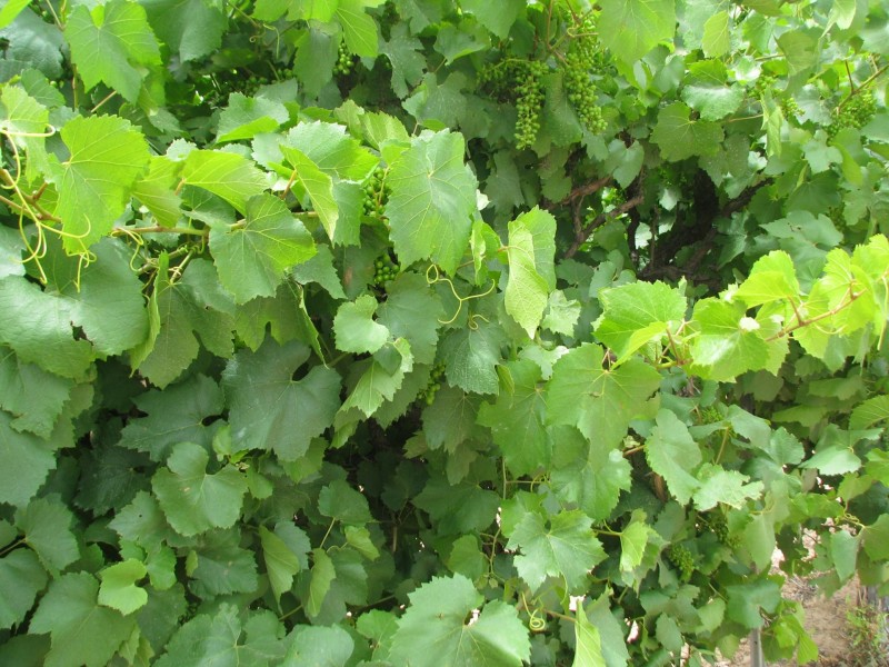 17129 Sturt Highway, Barmera SA 5345