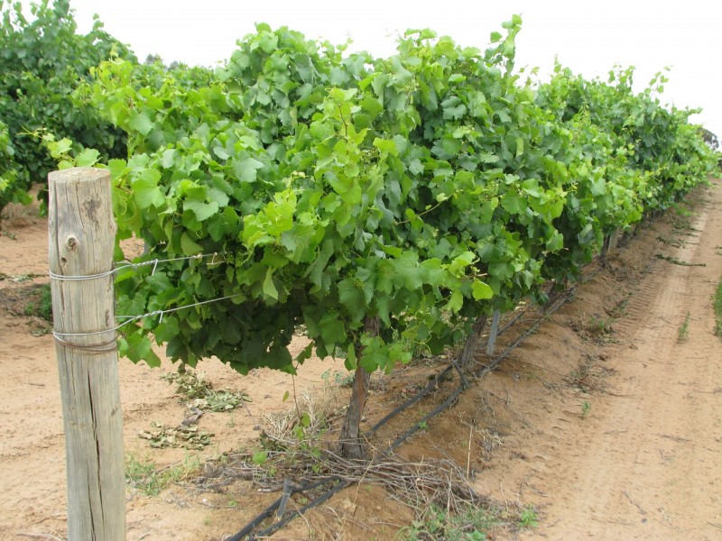 17129 Sturt Highway, Barmera SA 5345