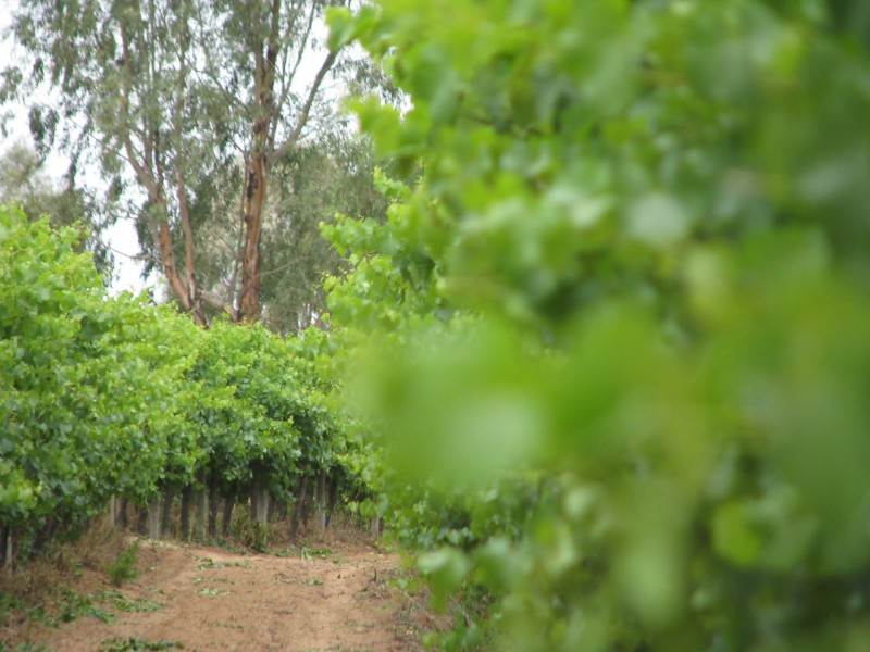 17129 Sturt Highway, Barmera SA 5345