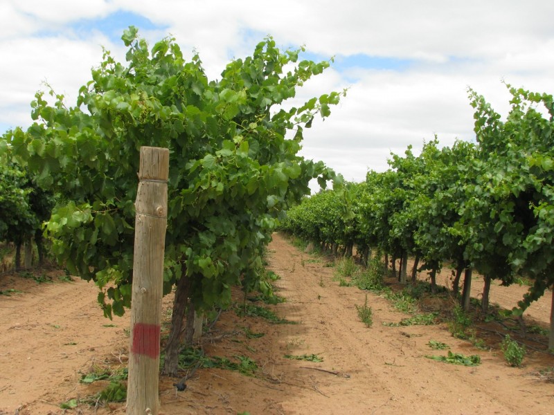 17129 Sturt Highway, Barmera SA 5345