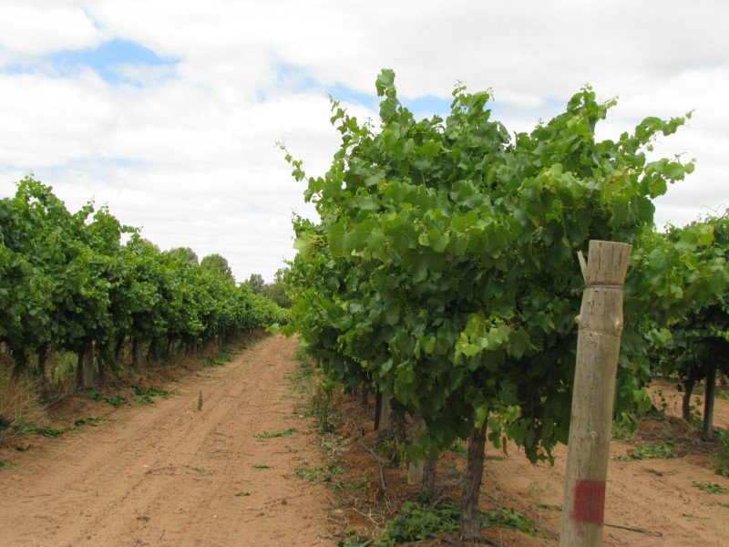 17129 Sturt Highway, Barmera SA 5345