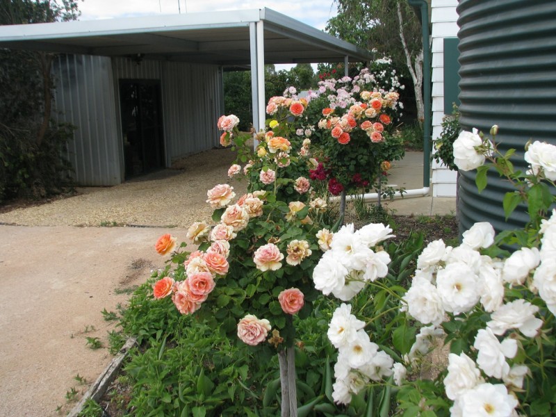 17129 Sturt Highway, Barmera SA 5345