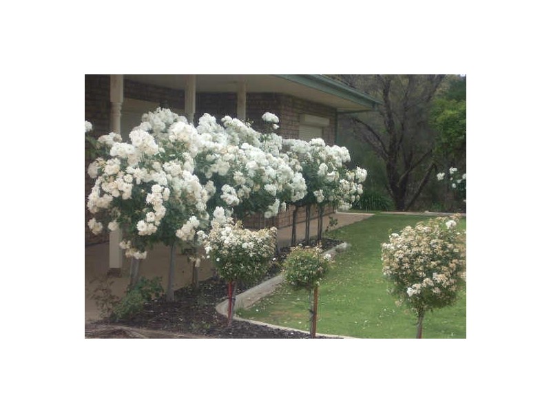 1668 Jury Road, Berri SA 5343