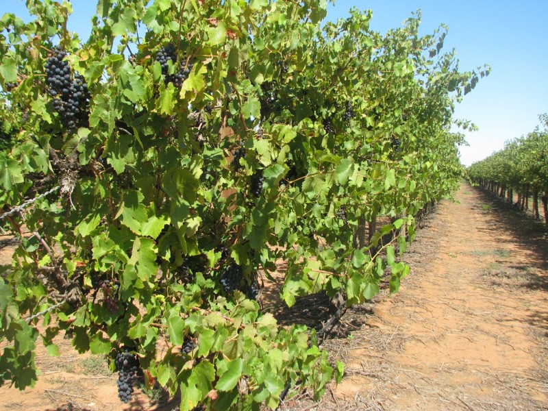 72 Garrett Road, Glossop SA 5344