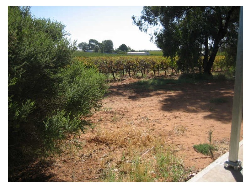 Morrison Road, Monash SA 5342