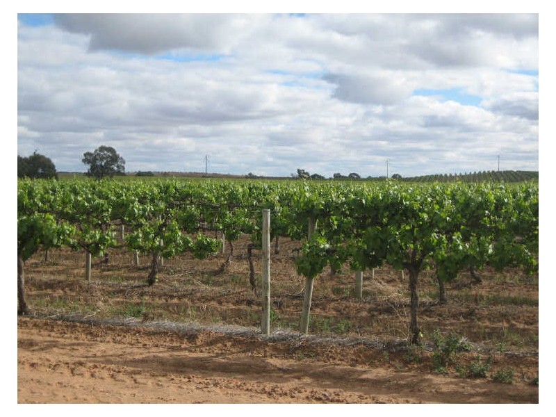 431 Main Road, Lyrup SA 5343