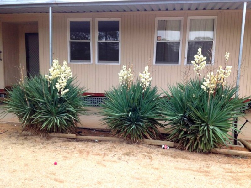 43 McGregor Street, Berri SA 5343