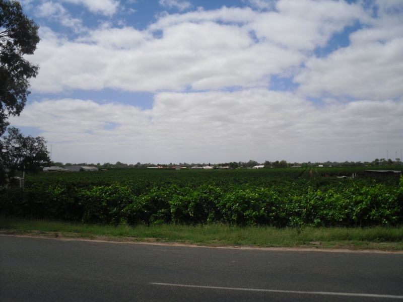17 Fenwick Rd, Berri SA 5343