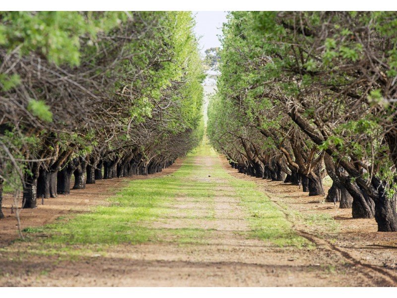 41 Briers Road, Loxton North SA 5333