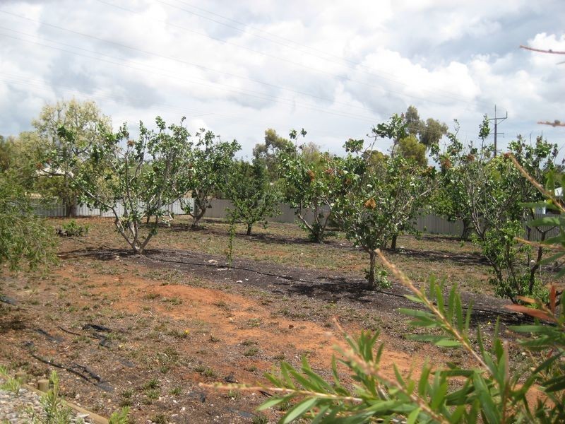 1707 Bookpurnong Road, Loxton SA 5333