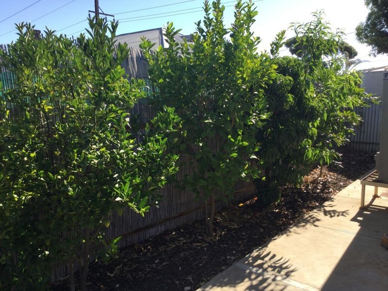 8 Zante Road, Berri SA 5343