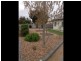 43 Railway Terrace, Renmark SA 5341